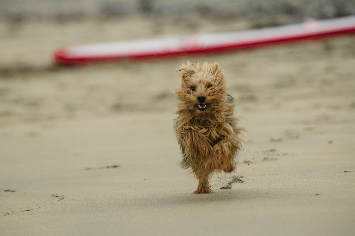 A dog running on the beach beside a paddleboard